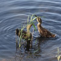 Утята :: Маргарита Батырева