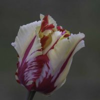 Tulip :: Al Pashang 