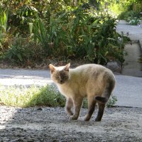 Повстречалась сиамская кошка :: Татьяна Смоляниченко