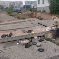 Накорми кошек :: Андрей Хлопонин