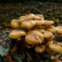 Про грибы... :: Николай Гирш