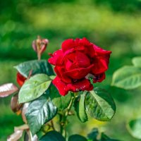 Красная роза - эмблема любви :: Валерий Иванович