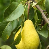 Garden pear | 4 :: Sergey Sonvar