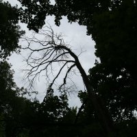 дерево на фоне неба :: Танзиля Завьялова