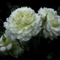 Белые розы. :: Nata 