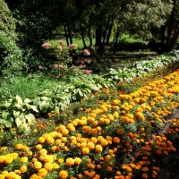 Самарский ботанический сад :: Надежда 
