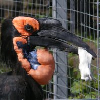 Кафрский рогатый ворон :: kolyeretka 