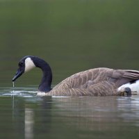 Canada goose :: Al Pashang 