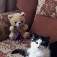 "Я,пушистый маленький котенок!" :: Нина Андронова