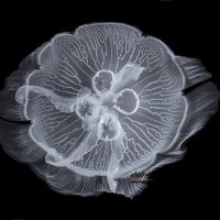 Moon jellyfish :: Al Pashang 