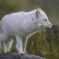 Arctic fox :: Al Pashang 