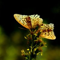 бабочки конца августа 17 :: Александр Прокудин