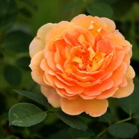 Цветы Архангельского, английская роза :: Светлана 