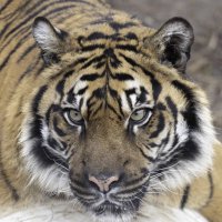 Tiger :: Al Pashang 