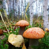 Осень...Последние грибы! :: Владимир 