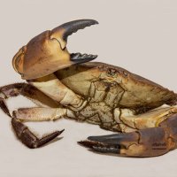 Crab :: Al Pashang 
