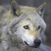 Wolf :: Al Pashang 