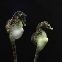 Pot-bellied seahorse :: Al Pashang 