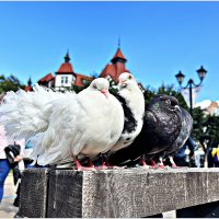Зеленоградские голубки. :: Валерия Комова