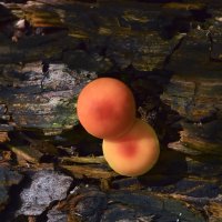 Древесные  грибы :: Геннадий Супрун