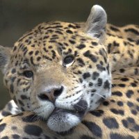 Jaguar :: Al Pashang 