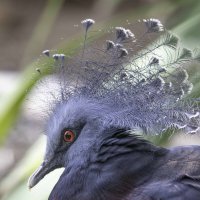 Victoria crowned pigeon :: Al Pashang 