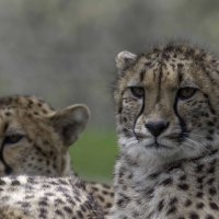 Cheetah :: Al Pashang 