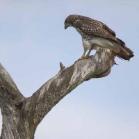 Red-tailed Hawk and Squirrel :: Al Pashang 