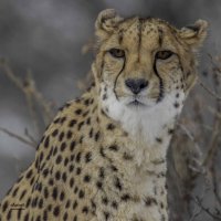Cheetah :: Al Pashang 