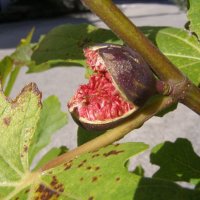 Инжир, или фига, или смоква, или винная ягода :: Анна Воробьева