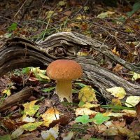 Белый гриб и коряга :: Николай Чичерин