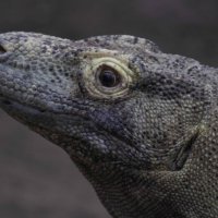 Komodo dragon :: Al Pashang 