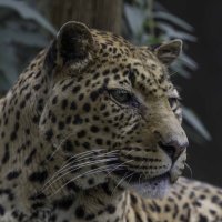 Leopard :: Al Pashang 