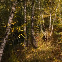 "Осень в березовой роще"© :: Владимир Макаров