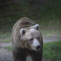 Grizzly bear :: Al Pashang 