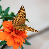 Бабочка :: Александр Щеклеин