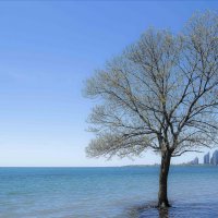 Tree and water. :: Al Pashang 