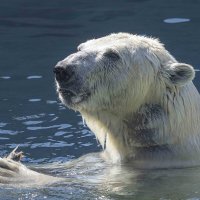 Polar bear :: Al Pashang 
