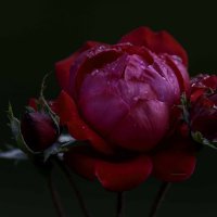 Rose :: Al Pashang 