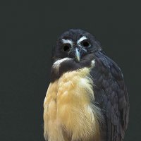 Spectacled owl :: Al Pashang 