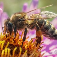 Пчела и осенний нектар :: Игорь Сарапулов