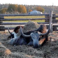 Монгольские яки. :: Ольга Довженко