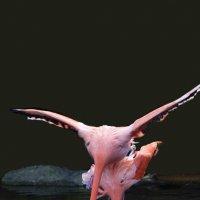 Flamingo :: Al Pashang 