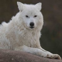 Arctic wolf :: Al Pashang 