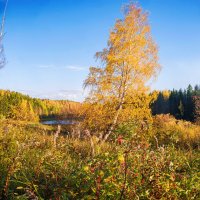Золотая осень на берегу реки Ухта :: Николай Зиновьев