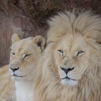 White lion couple. :: Al Pashang 