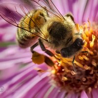 Пчела трудится в центре цветка. :: Игорь Сарапулов