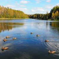 Утки спешат к берегу за угощением. :: Милешкин Владимир Алексеевич 