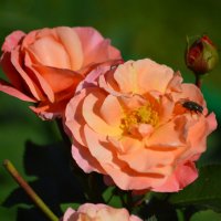 Розы в осеннем саду :: Татьяна Лютаева
