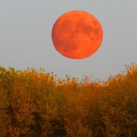 рыжая луна :: Alisa Koteva 